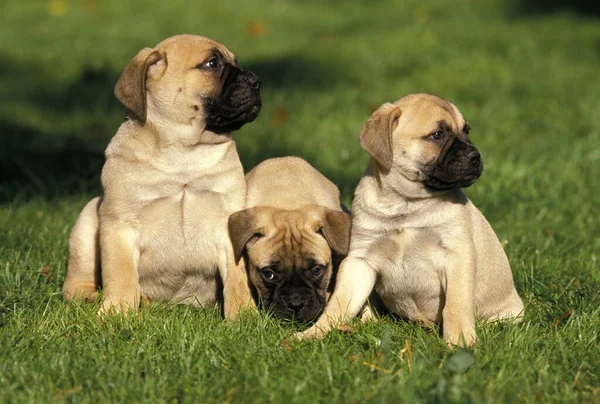 Bullmastiff Dog Filhotes Sentados Grama — Fotografia de Stock