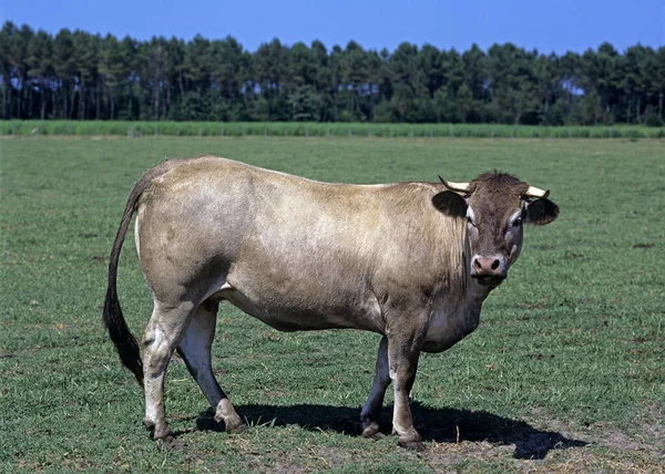 Bazadais Gado Uma Raça Francesa Vaca — Fotografia de Stock