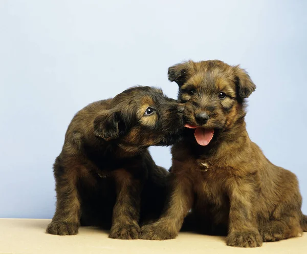 Briard Dog Puppies Natural Background — Stock fotografie