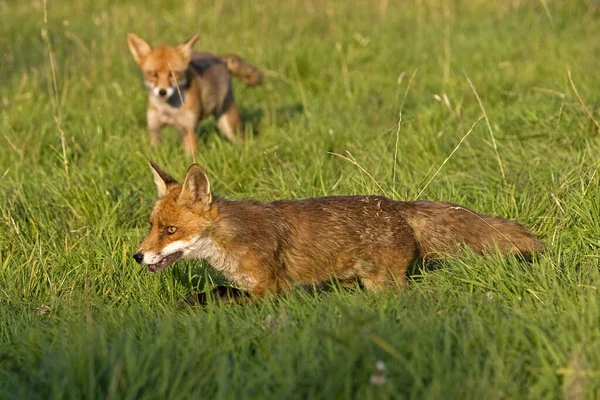 Red Fox Vulpes Vulpes Adulto Grama Normandia — Fotografia de Stock