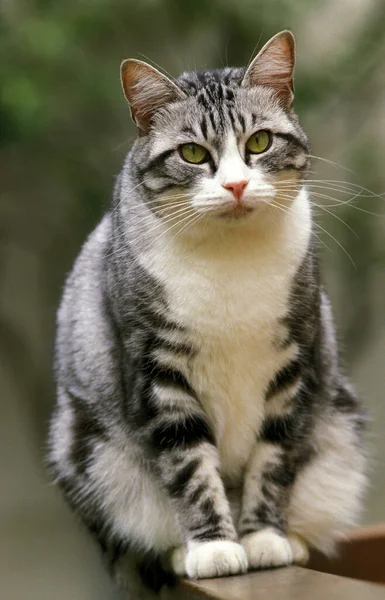 Evcil Kedi Bakıcılığı Doğal Arka Plan — Stok fotoğraf