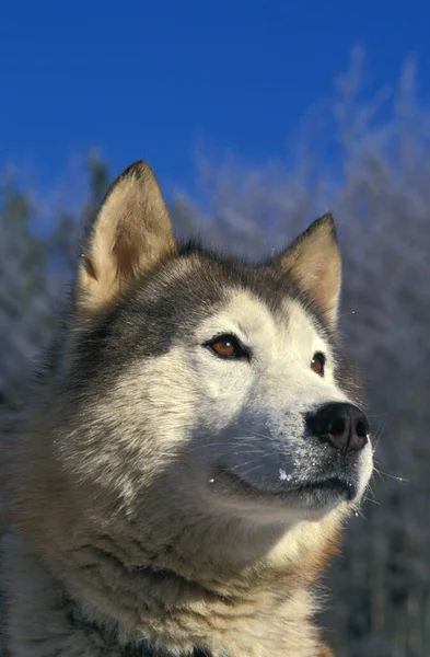 Portrait Alaskan Malamute Dog — Stock Photo, Image