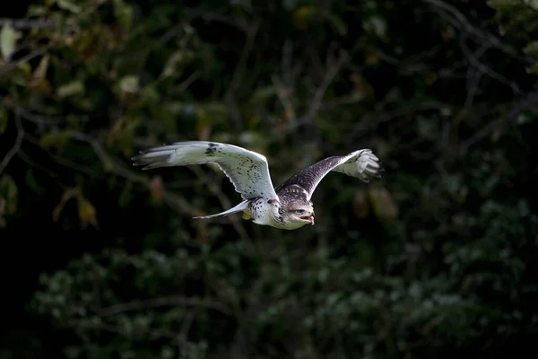 Halcón Ferruginoso Buteo Regalis Adulto Vuelo — Foto de Stock