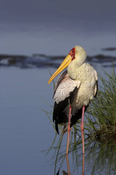 Gulnäbbad Stork Mykteria Ibis Stående Nakuru Lake Kenya — Stockfoto