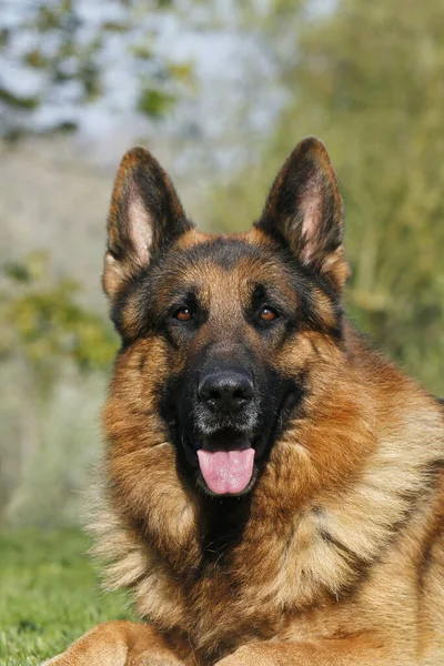 German Shepherd Dog Portrait Adult Leaves Grass Tongue — стокове фото