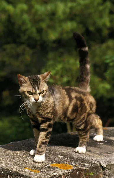 American Wirehair Domestic Cat — Stock Photo, Image