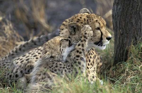 Cheetah Acinonyx Jubatus Mère Jouet Avec Louveteau Parc Masai Mara — Photo