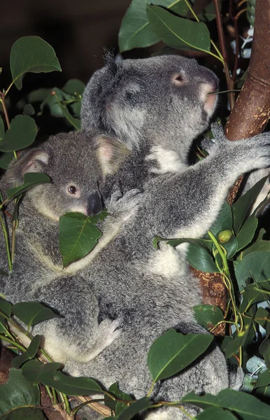 Koala Phascolarctos Cinereus Mother Young Ausztrália — Stock Fotó