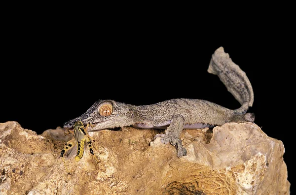 Gecko Queue Feuille Uroplatus Fimbriatus Mangeant Des Adultes Insectes — Photo