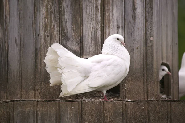 White Fantail Pigeon Columba Livia — Stock fotografie