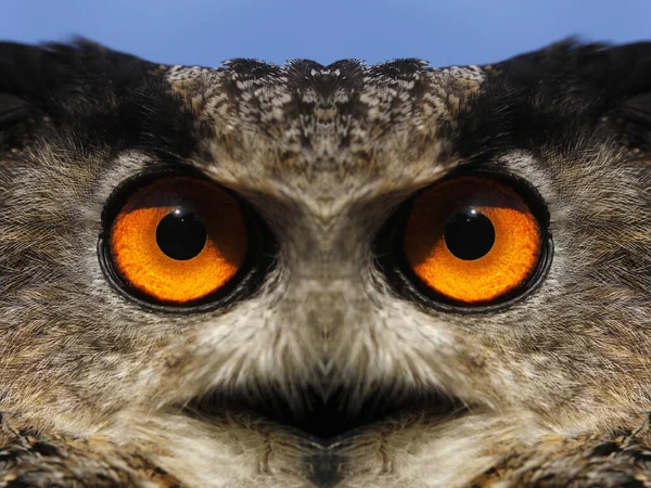 European Eagle Owl Asio Otus Πορτρέτο Ενηλίκων Ψηφιακή Σύνθεση — Φωτογραφία Αρχείου
