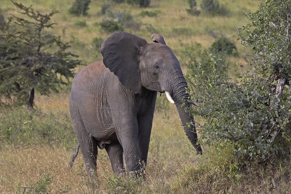 Afrikaanse Olifant Loxodonta Africana Wandelen Door Savannah Masai Mara Park — Stockfoto