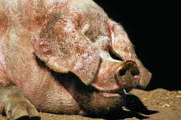 Retrato Bayeux Domestic Pig Una Raza Francesa Normandía —  Fotos de Stock