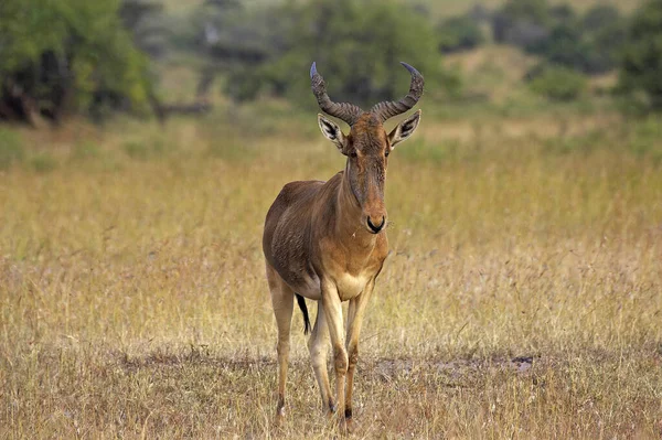 Hartebeest Alcelaphus Buselaphus Πάρκο Masai Mara Στην Κένυα — Φωτογραφία Αρχείου