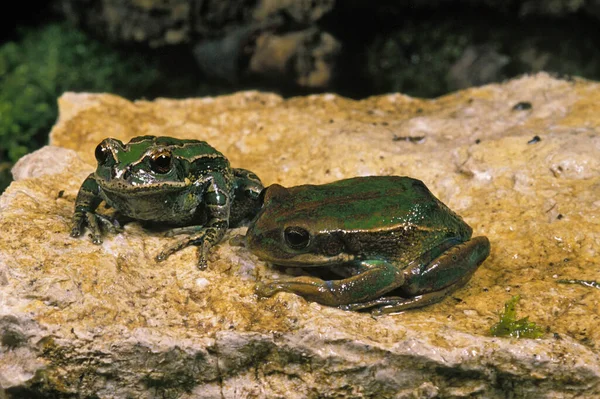 Marsupial Frog Gastrotheca Riobambae Stojící Kameni — Stock fotografie