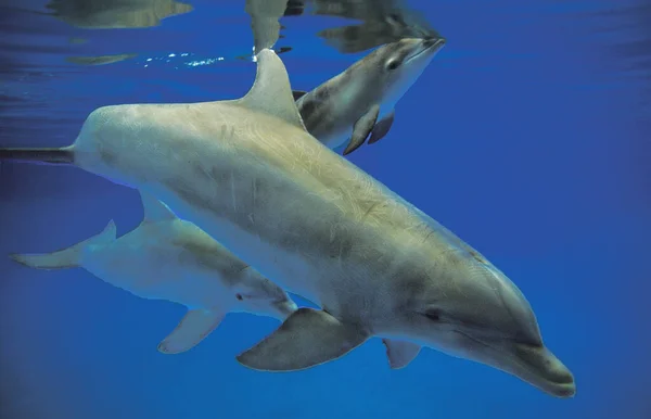 Bottlenose Dolphin,  tursiops truncatus, Mother and Calf