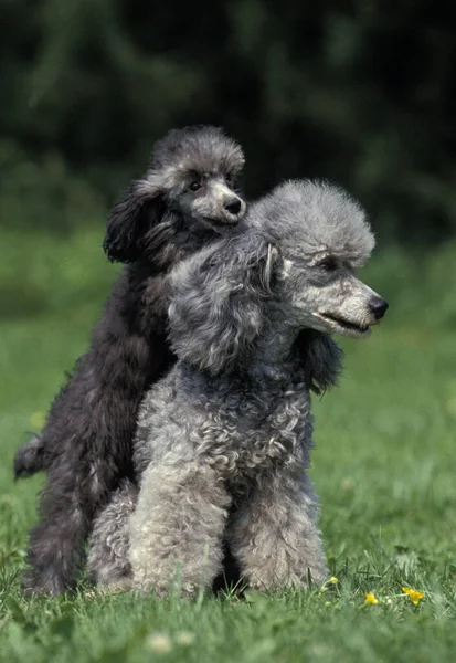 Caniche Standard Gris Chien Assis Sur Herbe Mère Pup — Photo