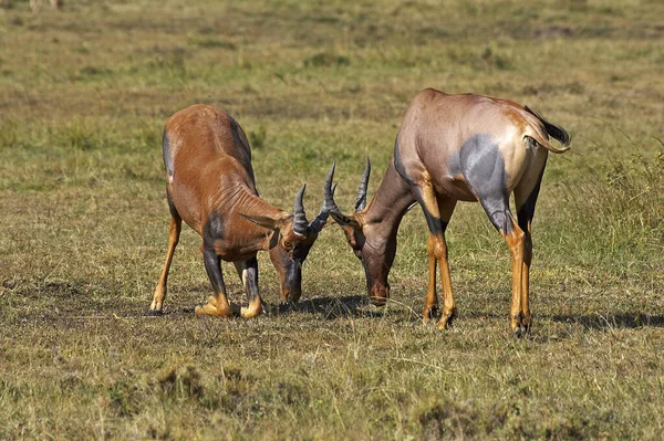 Topi Damaliscus Korrigum Mannetjes Vechten Masai Mara Park Kenia — Stockfoto