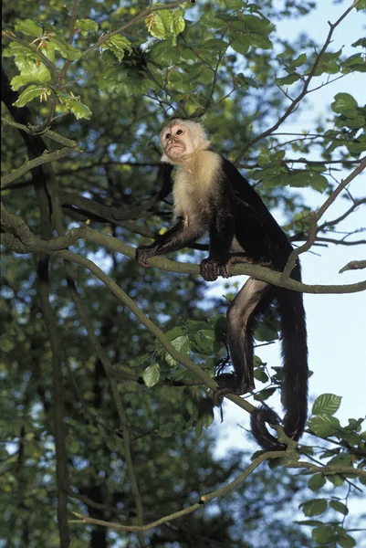 Beyaz Başlı Capuchin Cebus Capucinus Yetişkin Branch Üzerinde Duruyor — Stok fotoğraf