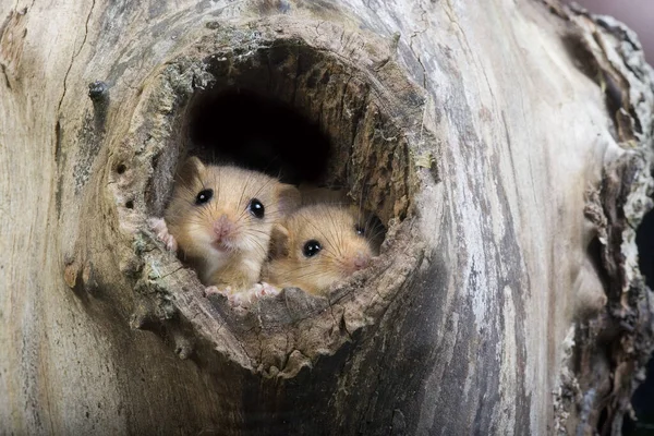 Dormouse Zwyczajna Muscardinus Avellanarius Normandia — Zdjęcie stockowe