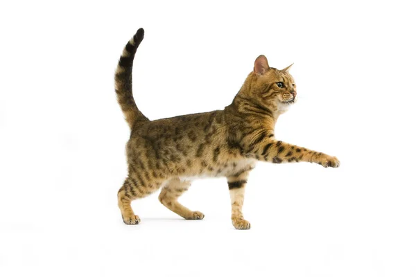 Brown Spotted Tabby Bengal Domestic Cat — Stockfoto