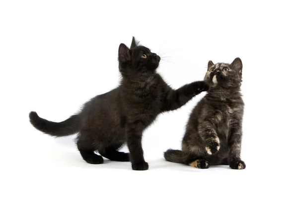 Kittens Británicos Cortalla Tortuz Negro Negro —  Fotos de Stock