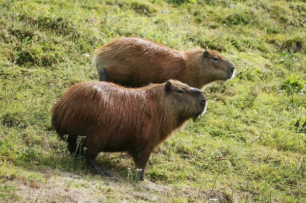 Capybara Hydrochoerus Hydrochaeris Pantanal Brazíliában — Stock Fotó