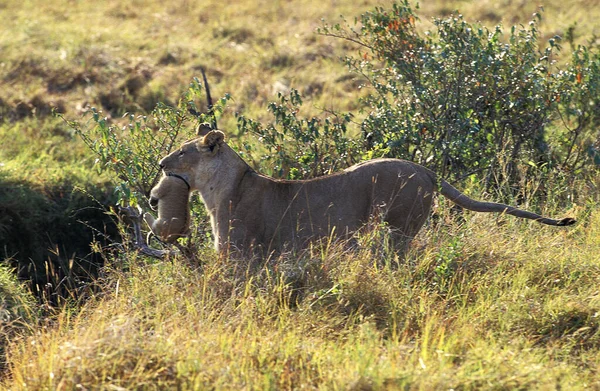 Leão Africano Pantera Leo Mãe Carregando Filhote Sua Boca Masai — Fotografia de Stock