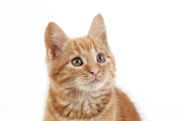 Red Tabby Hazai Macska Cica Ellen Fehér Háttér — Stock Fotó