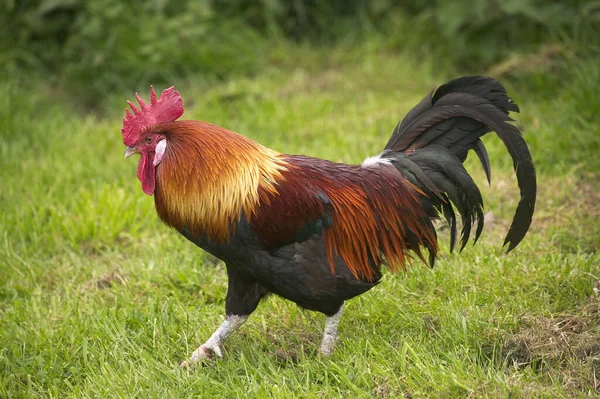 Gaulois Dore Domestic Chicken French Breed Cock Standing Grass — Stock Photo, Image