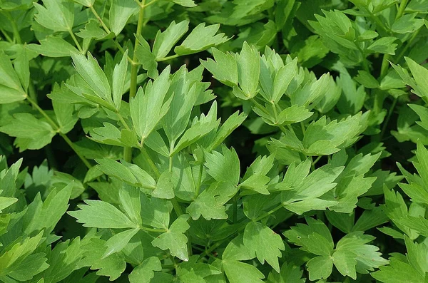 Lovage Levisticum Officinale Естественный Фон — стоковое фото