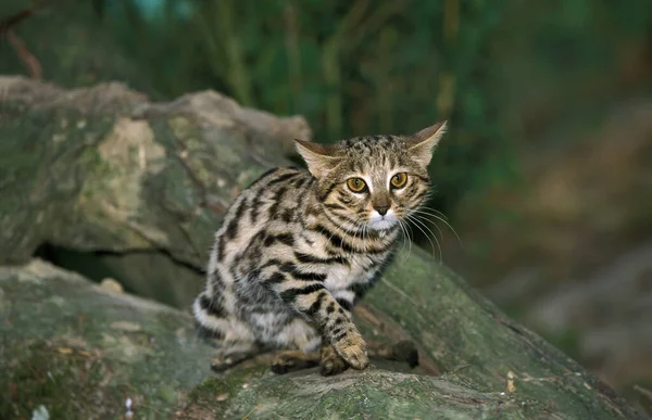 Schwarzfußkatze Felis Nigripes — Stockfoto