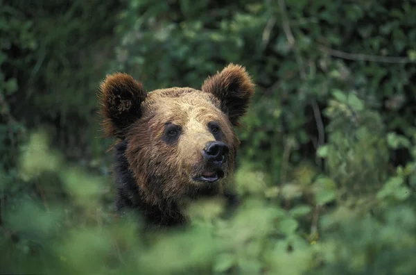 Niedźwiedź Brunatny Ursus Arctos Głowa Wynurzająca Się Krzewu — Zdjęcie stockowe