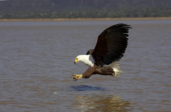 African Fish Eagle Haliaeetus Vocifer Adult Flight Fishing Baringo Lake — ストック写真