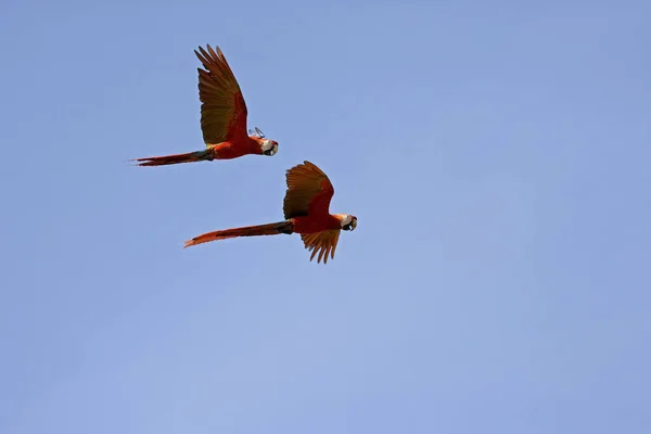 Scarlet Macaw Ara Macao Par Flykt Los Lianos Venezuela — Stockfoto