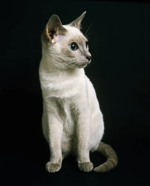 Сиамская Домашняя Кошка Сидящая Черном Фоне — стоковое фото