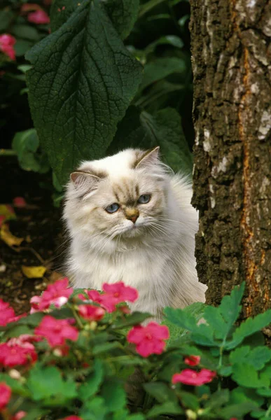 Colourpoint Persian Domestic Cat with Flowers