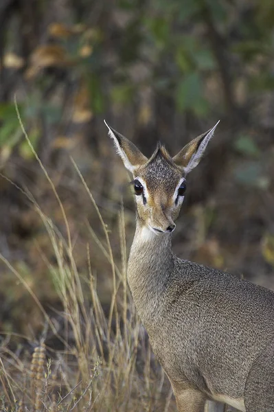 Kirks Dik Dik Madoqua Kirkii Masai Mara Park Kenya — Stockfoto