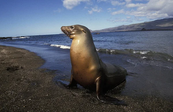 Галапагосская Меховая Печать Arctocephalus Galapagoensis Женщина Стоит Пляже Галапагосские Острова — стоковое фото