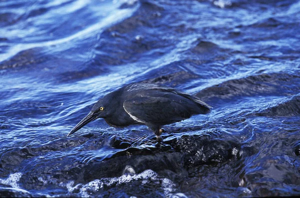 Lava Heron Butorides Sundevalli Galapagosöarna — Stockfoto