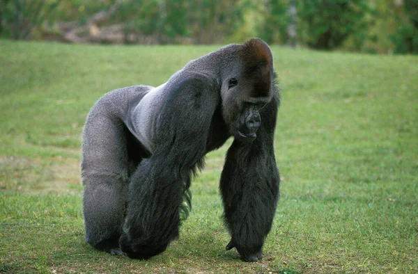 Östlicher Flachlandgorilla Gorilla Gorilla Graueri Silberrücken Männchen — Stockfoto