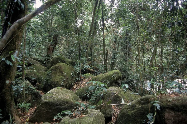 Bosque Tropical Australia — Foto de Stock