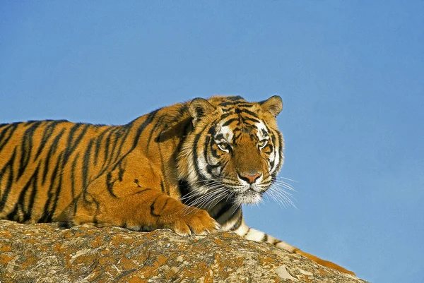 Bengal Kaplanı Panthera Tigris Tigris Yetişkin Kayanın Üzerinde Duruyor — Stok fotoğraf
