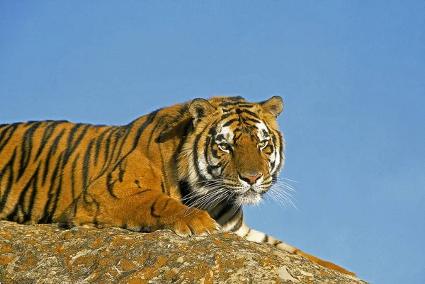 Bengaalse Tijger Panthera Tigris Tigris Volwassene Rots — Stockfoto