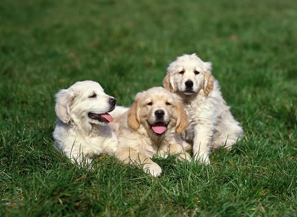 Golden Retriever Dog, Puppies standing on Grass