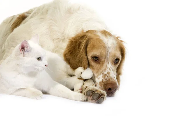 Γαλλικό Σπάνιελ Χρώμα Κανέλας Και Άσπρη Εγχώρια Γάτα — Φωτογραφία Αρχείου