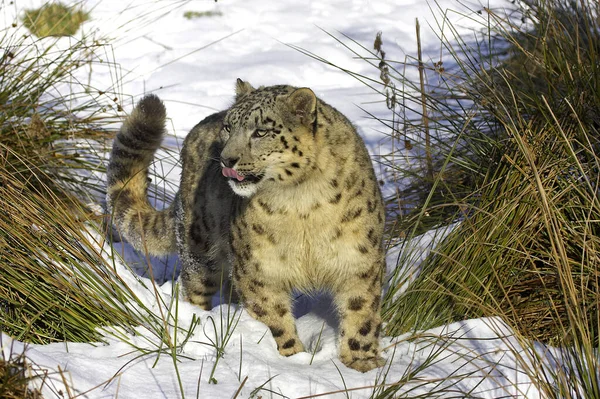 Snow Leopard Vagy Ounce Uncia Uncia Álló — Stock Fotó
