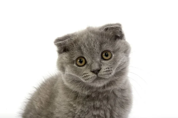 Blue Scottish Fold Gato Doméstico Meses Edad Gatito Pie Contra — Foto de Stock