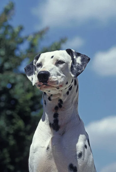 Portrait Dalmatian Dog — Stock Photo, Image