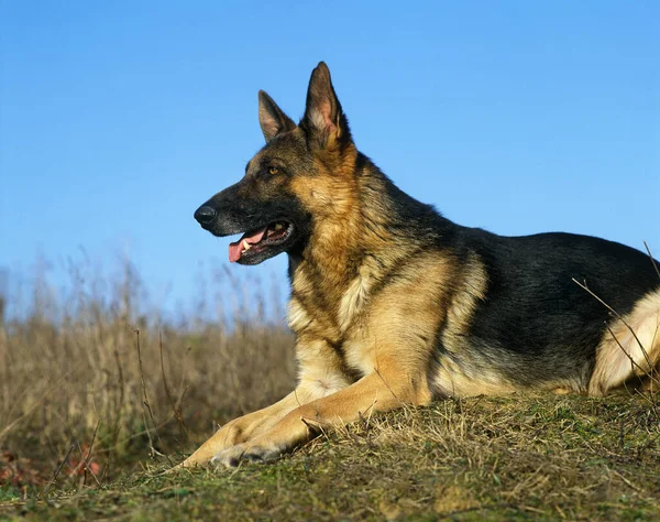 German Shepherd Dog Laying — Stock fotografie